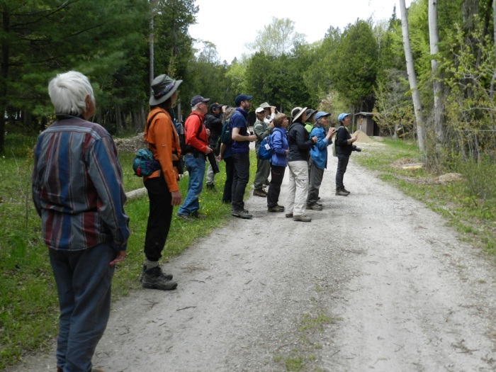 Trying to spot the Blackburnian Warbler.