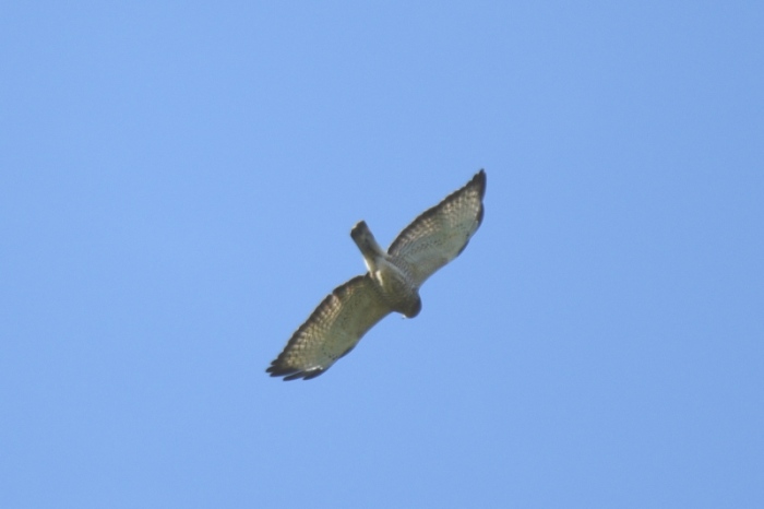 Broad winged hawk S.jpg