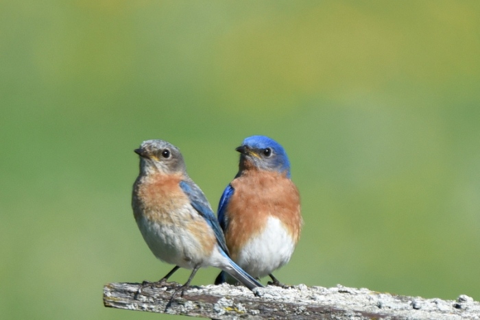 Eastern bluebirds S.jpg