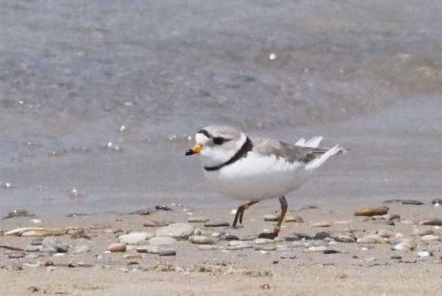 Piping plover S.jpg
