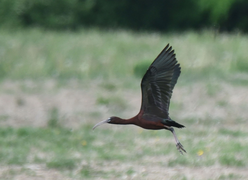 Glossy ibis 2.jpg